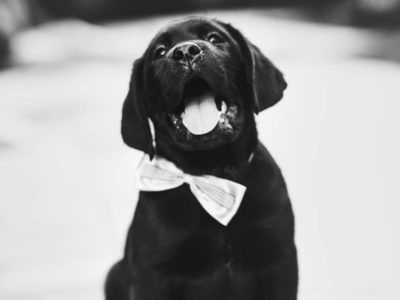 vertical puppy image